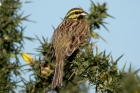 Cirl Bunting by Romano da Costa