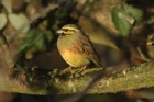 Cirl Bunting by Mick Dryden Cirl Bunting by Mick Dryden