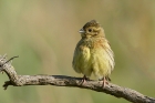 Cirl Bunting by Mick Dryden Cirl Bunting by Mick Dryden