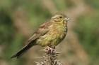 Cirl Bunting by Mick Dryden Cirl Bunting by Mick Dryden