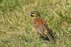 Cirl Bunting by Mick Dryden Cirl Bunting by Mick Dryden
