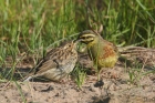 Cirl Bunting by Mick Dryden