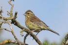 Cirl Bunting by Mick Dryden