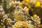 Cirl Bunting by Mick Dryden Cirl Bunting by Mick Dryden