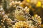 Cirl Bunting by Mick Dryden