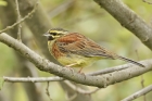 Cirl Bunting by Mick Dryden