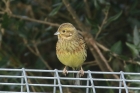 Cirl Bunting by Mick Dryden Cirl Bunting by Mick Dryden