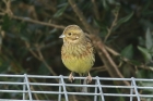 Cirl Bunting by Mick Dryden