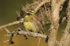 Cirl Bunting by Mick Dryden