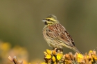 Cirl Bunting by Mick Dryden