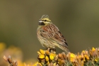 Cirl Bunting by Mick Dryden Cirl Bunting by Mick Dryden
