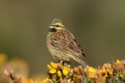 Cirl Bunting by Mick Dryden