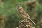 Cirl Bunting by Mick Dryden