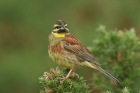 Cirl Bunting by Mick Dryden