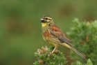 Cirl Bunting by Mick Dryden