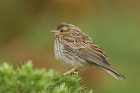 Cirl Bunting by Mick Dryden Cirl Bunting by Mick Dryden