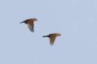 Crossbills by Mick Dryden