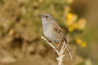 Dunnock by Mick Dryden