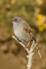 Dunnock by Mick Dryden