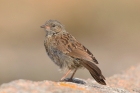 Dunnock by Mick Dryden Dunnock by Mick Dryden