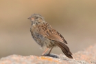 Dunnock by Mick Dryden