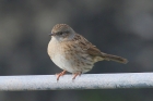Dunnock by Mick Dryden