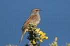 Dunnock by Mick Dryden