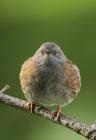 Dunnock by Regis Perdriat