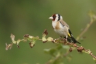 Goldfinch by Mick Dryden