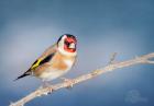 Goldfinch by Kris Bell