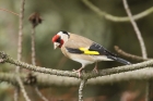 Goldfinch by Mick Dryden