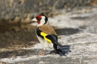 Goldfinch by Mick Dryden