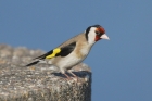 Goldfinch by Mick Dryden Goldfinch by Mick Dryden