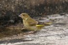 Greenfinch by Mick Dryden