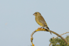 Greenfinch by Mick Dryden
