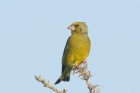 Greenfinch by Mick Dryden