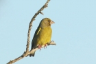 Greenfinch by Mick Dryden