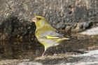 Greenfinch by Mick Dryden