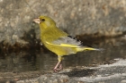 Greenfinch by Mick Dryden