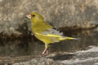 Greenfinch by Mick Dryden Greenfinch by Mick Dryden