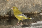 Greenfinch by Mick Dryden Greenfinch by Mick Dryden