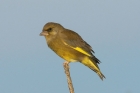 Greenfinch by Mick Dryden