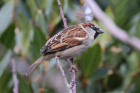 House Sparrow by Tony Paintin