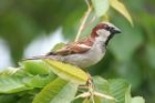 House Sparrow by Mick Dryden