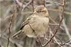 House Sparrow by Vikki Robertson House Sparrow by Vikki Robertson