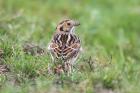 Lapland Bunting by Mick Dryden