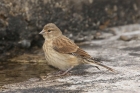 Linnet by Mick Dryden Linnet by Mick Dryden