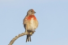Linnet by Mick Dryden Linnet by Mick Dryden