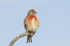 Linnet by Mick Dryden