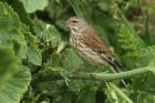 Linnet by Mick Dryden